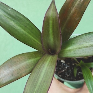 Op de afbeelding: Close-up van een Tradescantia-plant met lange, groene bladeren met paarse randen. De plant staat in een kleine groene pot, tegen een lichtgroene achtergrond. De bladeren hebben een lichte glans.