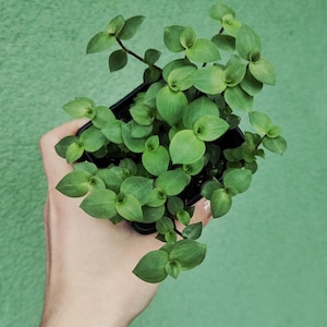 Könnte beinhalten: Eine kleine, grüne Pflanze mit Blättern in einem schwarzen Topf. Die Pflanze hat kleine, runde Blätter und wird vor einem einfarbigen grünen Hintergrund gehalten. Die Pflanze ist eine Zimmerpflanze.