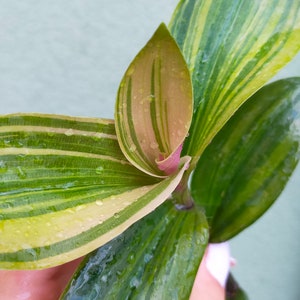 Tradescantia cerinthoides Limelight, Commelinaceae, bewurzelter Sämling, Blossfeldiana Aurea