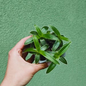 Cyanotis somaliensis Kitten Ears, commelinaceae plant, gewortelde zaailing