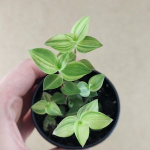 Pode incluir: Uma pequena planta Tradescantia zebrina com folhas variegadas de riscas verde-claras e verde-escuras, crescendo num vaso de plástico preto cheio de terra escura. A planta apresenta vários caules com folhagem pontiaguda e lanceolada.