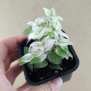 Callisia repens Pantera Rosa hoja grande, commelinaceae, maceta enraizada, Familia Tradescantia