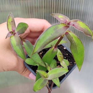 Cyanotis ceylanica, commelinaceae gewortelde zaailing, Tradescantia-familie,