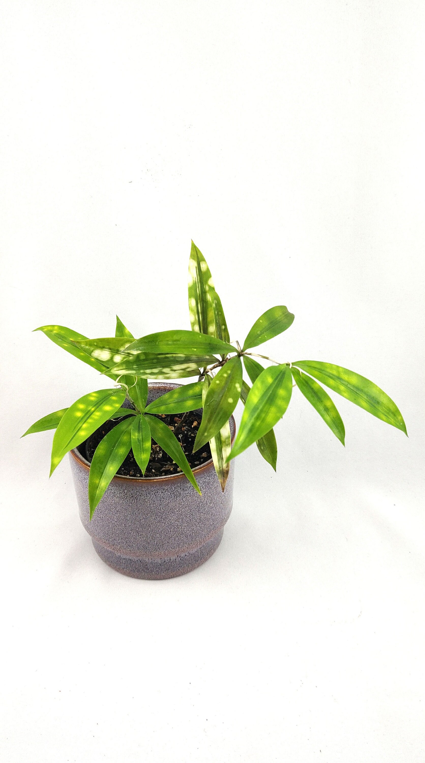dracena reflexa Dracaena Reflexa – Poppies Plant of Joy