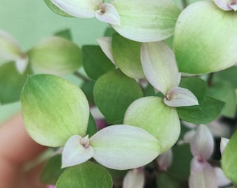 Callisia repens Kribo, pequeña planta arcoíris de la familia Commelinaceae, Tradescantia Family, plántula enraizada