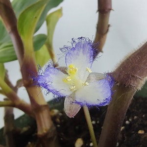 Geogenanthus Equador hybrid, commelinaceae plant l, Tradescantia Family, rooted seedling