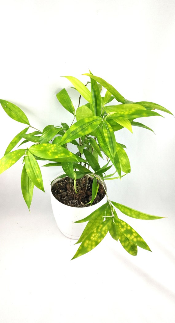 Dracaena Surculosa Mike, Aurea Rooted Seedling, Dracanea - Etsy Ireland
