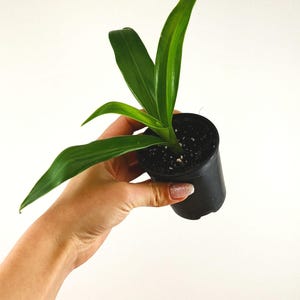 Tradescantia spathacea Concolor, rooted commelinaceae plant