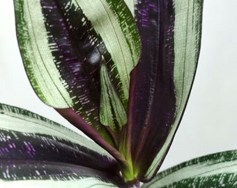 Dichorisandra Musaica, Reginae, commelinaceae, famiglia Tradescantia, radicata