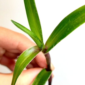 Cyanotis speciosa Nodiflora, Nodosa, commelinaceae, Tradescantia Family, één snede