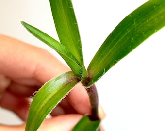 Cyanotis speciosa Nodiflora, Nodosa, commelinaceae, familia Tradescantia, un corte