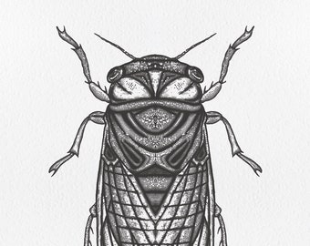 Cicada, Letterpress Print