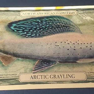 Puede incluir: Un billete de papel de color dorado con una imagen de un tímalo ártico. El billete dice "North American Gamefish" y "100 Gold" en la esquina superior derecha. El pez es plateado con marcas azules y negras en sus aletas. El billete también dice "Arctic Grayling" en el centro inferior.