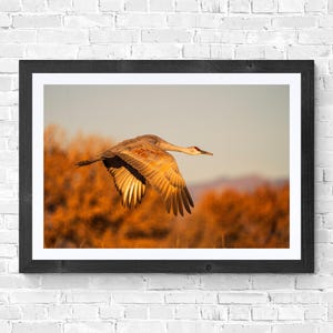 ボスケを通過するカナダヅル自然風景野生動物写真ニューメキシコの秋デジタルダウンロード可能なアート