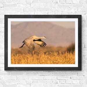 カナダヅル ニューメキシコの夕日 野生動物写真 デジタルダウンロード可能アート