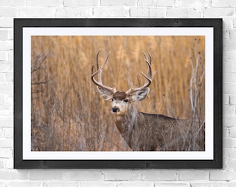 Photographie de la faune du cerf mulet Bosque del Apache, Nouveau-Mexique, art numérique téléchargeable