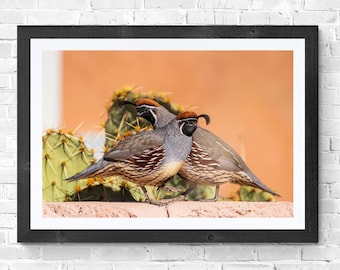 Gambel's Quail Photography Print: New Mexico Wildlife Art (Digital Download)