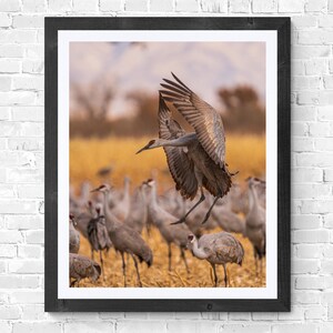 ラッド・S・ゴードン水鳥複合施設に着陸するカナダヅル 野生動物写真 自然風景 デジタルダウンロード 家庭やオフィス用アート