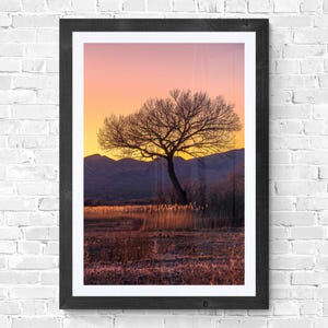 南西部の芸術 ボスケ・デル・アパッチの夕日の風景写真 コットンウッドの木々 デジタルダウンロード可能なアート