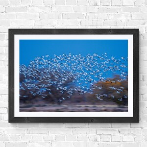モーションブラー ハクガン ブルーアワー ボスケ ニューメキシコ 野生動物 風景 自然写真 スローシャッター デジタルダウンロード 自宅 オフィス用アート