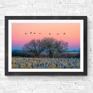 夕暮れの鶴、ボスケ、秋、ニューメキシコ、コットンウッド、夕焼け、風景、自然、野生動物の写真、デジタルダウンロード、トウモロコシ畑