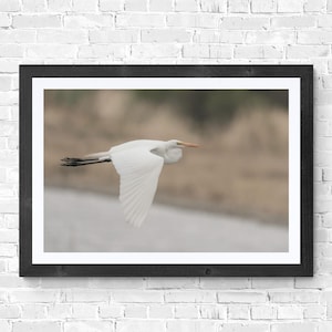 ダイサギ Bosque del Apache デジタルダウンロード 野生動物 自然 風景写真 ニューメキシコ サギ 湿地 家庭やオフィス用アート