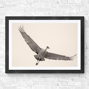カナダヅルの野生生物写真、白黒写真、自然、鳥類、鳥類のアートワーク、デジタルダウンロード、家庭やオフィス向けのアート