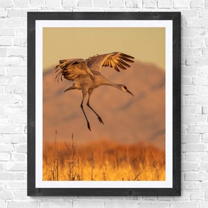 ボスクのトウモロコシ畑に着陸するカナダヅルの自然風景野生動物写真ニューメキシコの夕日デジタルダウンロード可能なアート