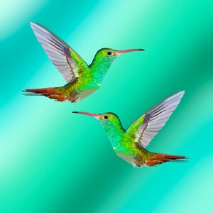 Duo Hummingbird Green Art Print, Hummingbird Painting, Hummingbird Wall Art, hummingbird decor, bird lover gift, bird art, painting.