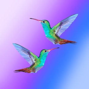 Duo Hummingbird Purple and Blue Art Print, Hummingbird Painting, Hummingbird Wall Art, hummingbird decor, bird lover gift, bird painting.