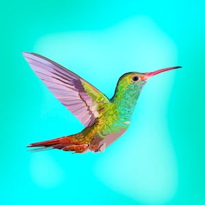 Solo Hummingbird Art Print, Hummingbird Painting, Hummingbird Wall Art, hummingbird decor, bird lover gift, bird art, painting.