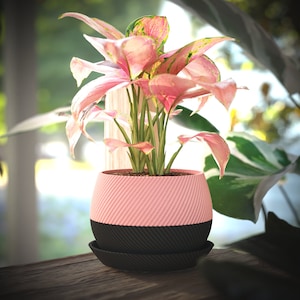 Op de afbeelding: Een roze en zwarte plantenpot met een roze en groene bladplant. De pot heeft een geribbeld ontwerp en een zwarte basis.