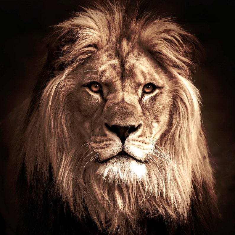 LIon Head Poster available in sizes from 10 x 10 image 1