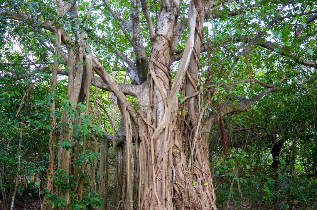 Nature Photography, Tree Digital Image, Greenery Digital Download ...