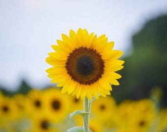 Fotografía de naturaleza, imagen digital de campo de girasol, descarga digital de flores, foto de flores escénicas, decoración del hogar, arte de pared