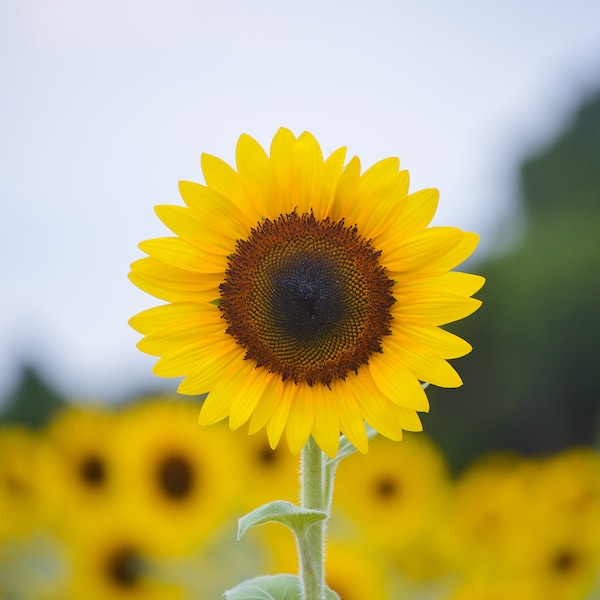 Nature Photography, Sunflower Field Digital Image, Flower Digital Download, Scenic Flower Photo, Home Decor, Wall Art