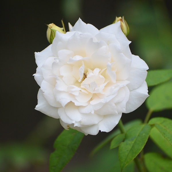 Nature Photography, White Rose Digital Image, Flower Digital Download, Scenic Flower Photo, Home Decor, Wall Art