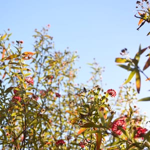 Nature Photography, Flower Field  Digital Image, Field of Flowers Digital Download, Scenic Flower Photo, Home Decor, Wall Art