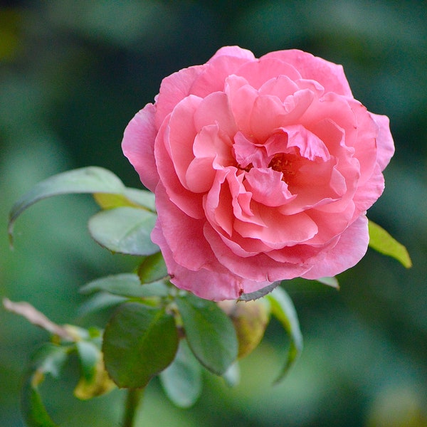 Nature Photography, Pink Rose Digital Image, Flower Digital Download, Scenic Flower Photo, Home Decor, Wall Art