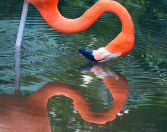 Nature Bird Photography, Flamingo Reflection Digital Image, Pink Flamingo Digital Download, Scenic Tropical  Photo, Home Decor, Wall Art