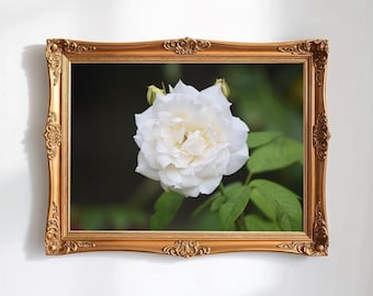 Nature Photography, White Rose Digital Image, Flower Digital Download, Scenic Flower Photo, Home Decor, Wall Art