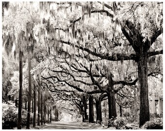 Savannah Canopy