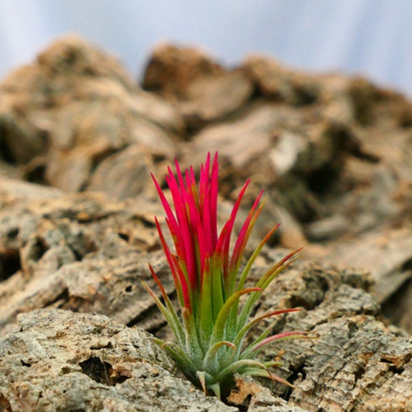 Tillandsia "fuego"