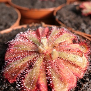 Drosera Aliciae - Carnivorous plant