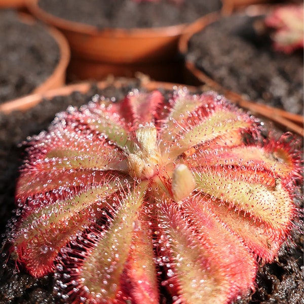 Drosera Aliciae - Plante carnivore