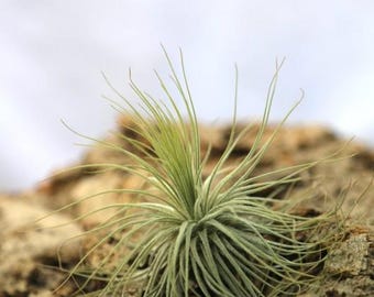Tillandsia Tillandsia magnusiana - Hija del aire