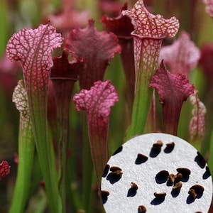Blandning av Sarracenia-frön (köttätande växt)