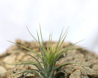 Tillandsia scaposa