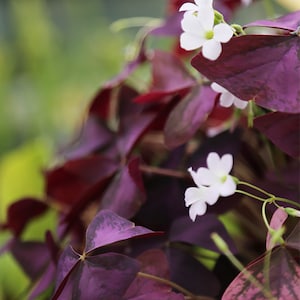 Oxalis triangularis - 9cm pot
