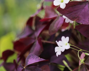 Oxalis triangularis - Pot de 9cm